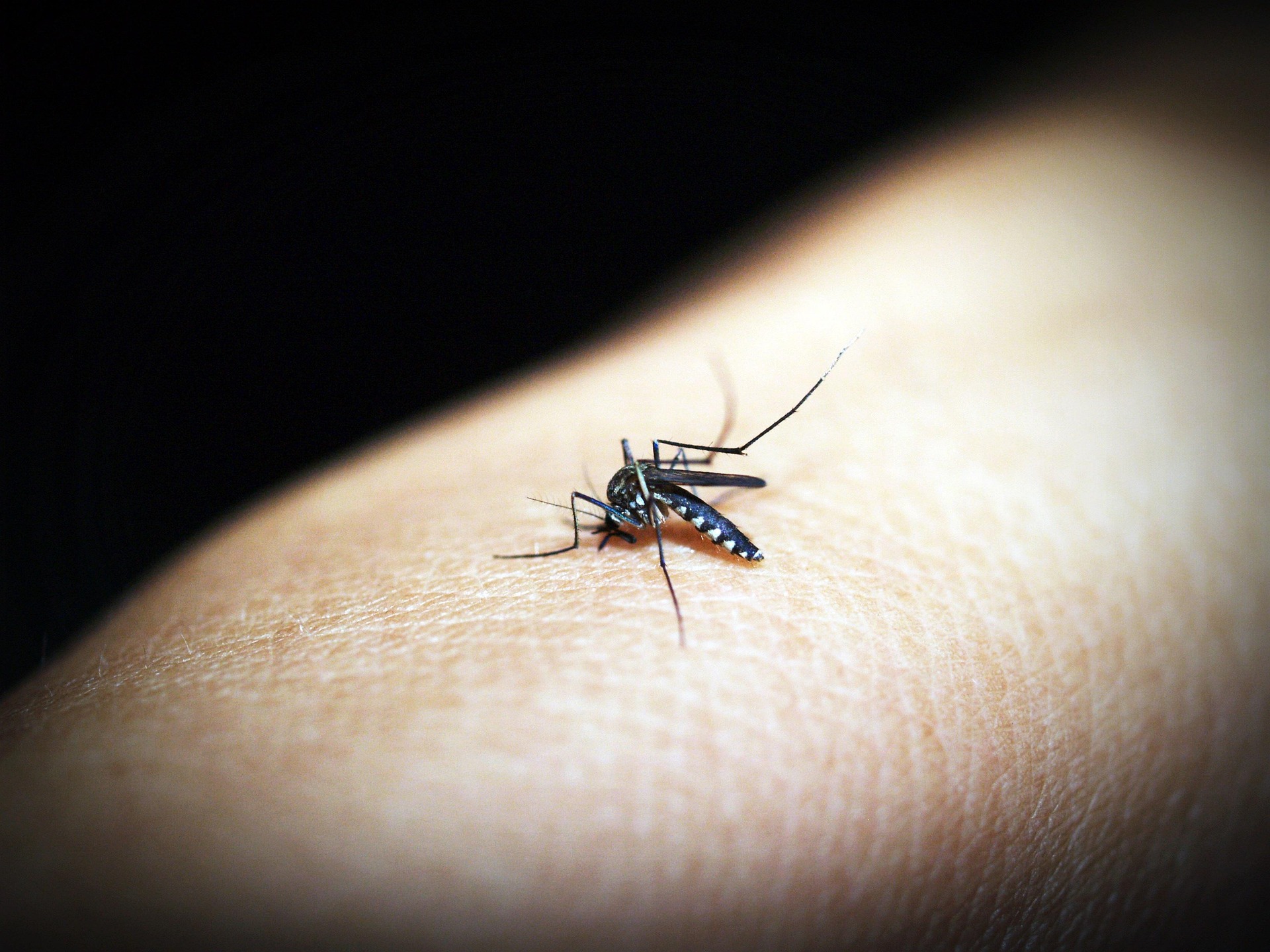 Salud Pública reporta reducción de dengue y malaria en República Dominicana
