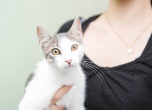 ADN realiza jornada de esterilizacion de perros y gatos