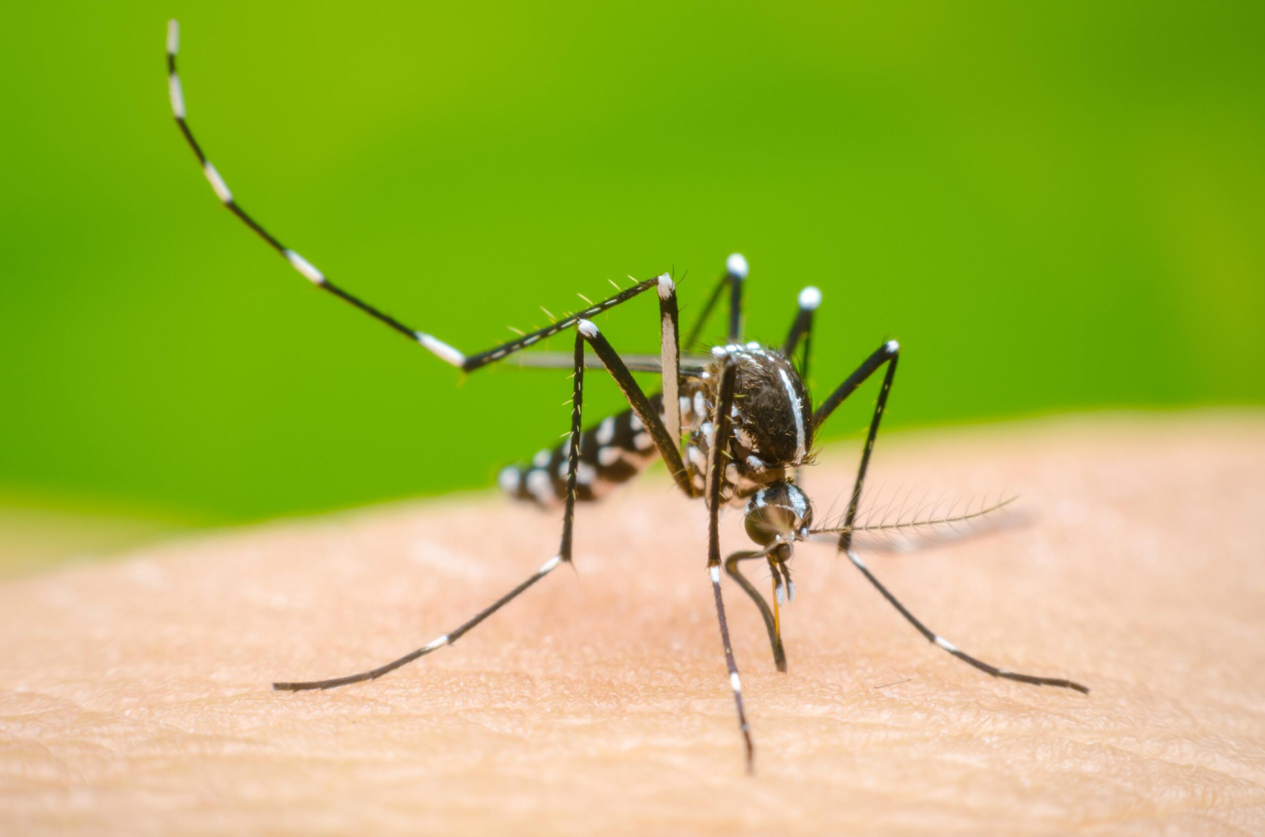Salud Pública reporta 9 casos de dengue