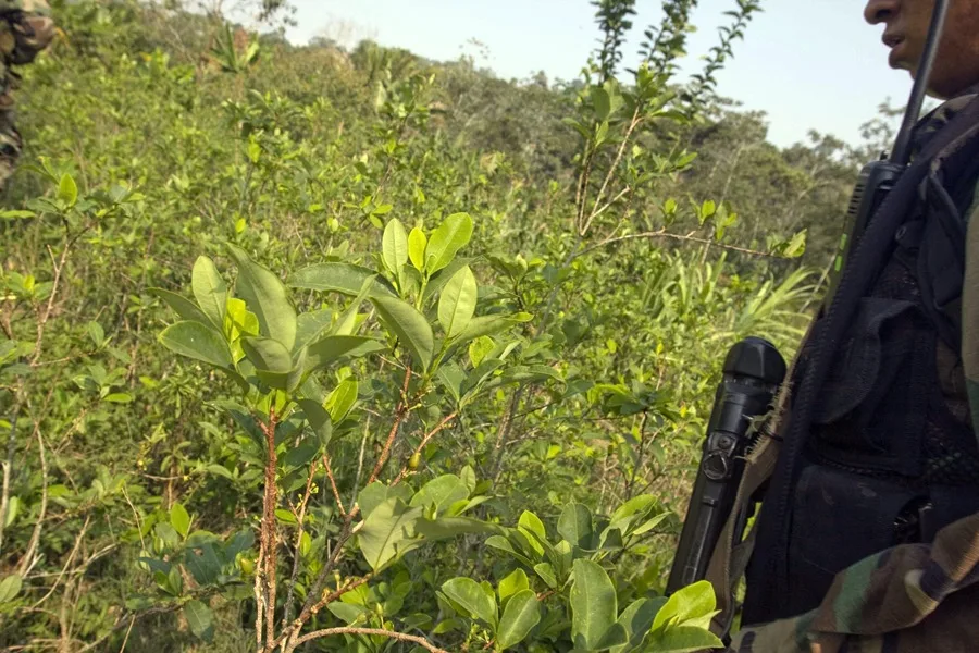 Perú reduce en un 5,8 % sus cultivos de coca en 2025