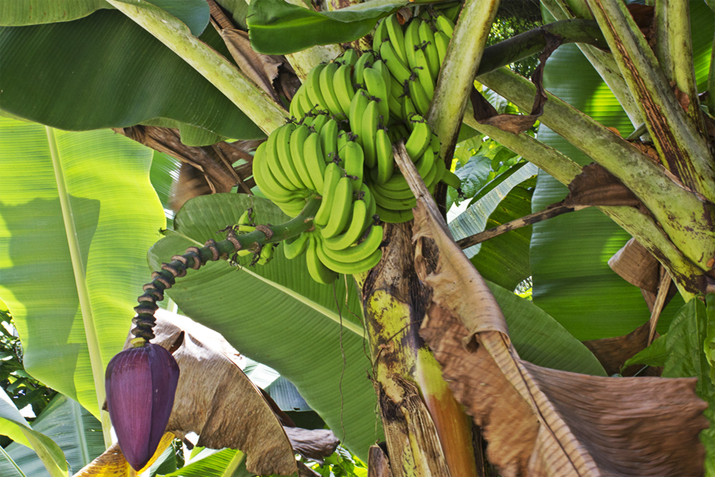 Productores de plátano denuncian crisis por sobreoferta y competencia desigual