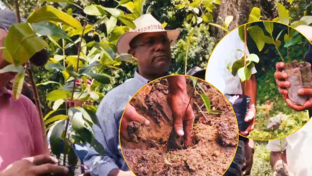 Ejecutivos de Cacao Green realizan jornada de reforestación.