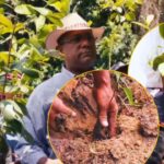 Ejecutivos de Cacao Green realizan jornada de reforestación.