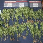 DNCD descubre cultivo de marihuana en San José de Ocoa.