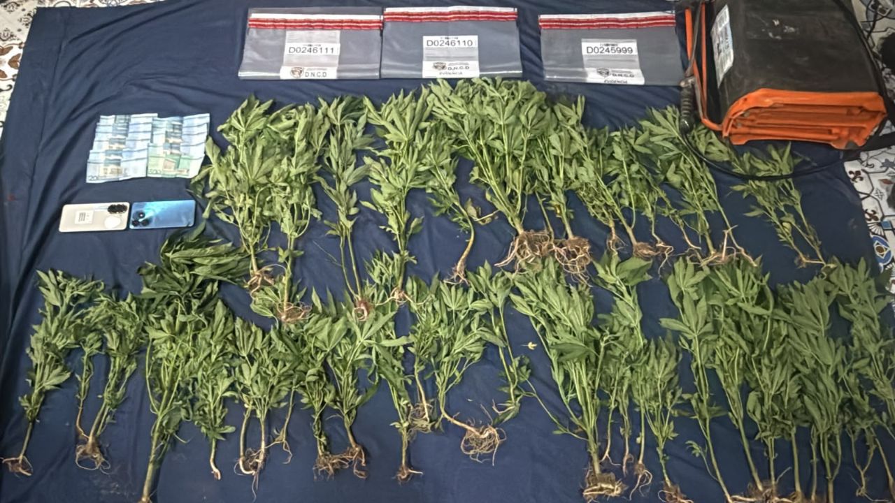 DNCD descubre cultivo de marihuana en San José de Ocoa.