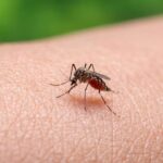 El mosquito del dengue aprende a ignorar repelentes