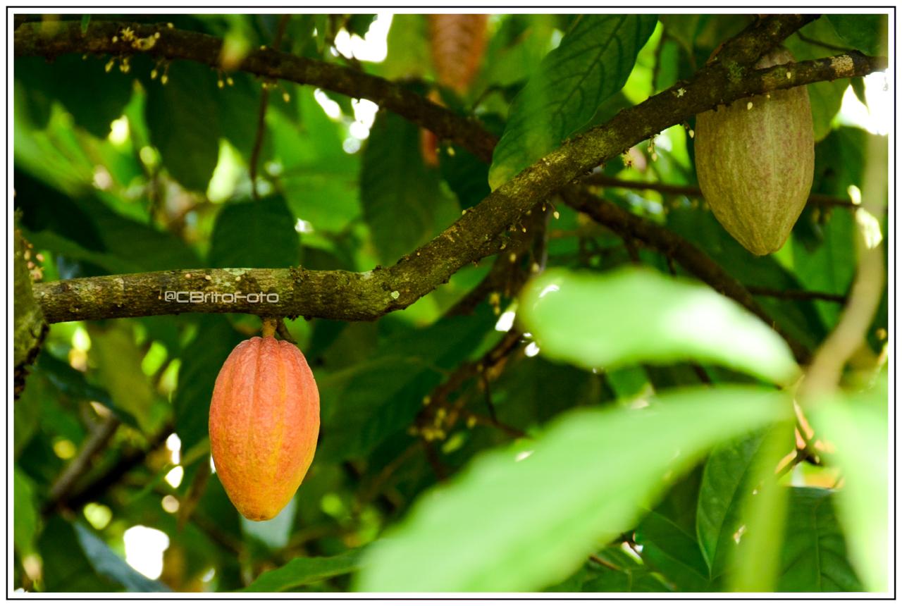Cacao dominicano: tradición y sabor mundial