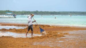 RD forma parte de proyecto para fortalecer gestión del sargazo